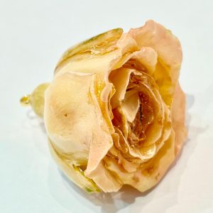 Charm rosa big champagne